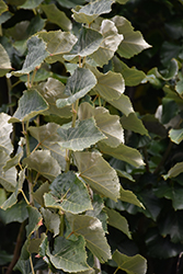 Brabant Linden (Tilia tomentosa 'Brabant') at Lakeshore Garden Centres