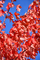 Autumn Fantasy Maple (Acer x freemanii 'Autumn Fantasy') at Peter Knippel Garden Centre