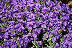 Grape Crush New England Aster (Symphyotrichum novae-angliae 'Grape Crush') at Peter Knippel Garden Centre
