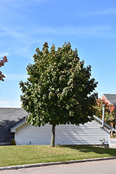 Fairview Norway Maple (Acer platanoides 'Fairview') at Lakeshore Garden Centres