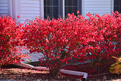 Chicago Fire Burning Bush (Euonymus alatus 'Chicago Fire') at Lakeshore Garden Centres