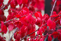 Rudy Haag Burning Bush (Euonymus alatus 'Rudy Haag') at Lakeshore Garden Centres