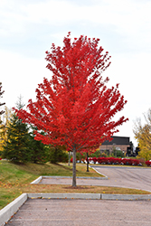 Scarlet Sentinel Maple (Acer x freemanii 'Scarlet Sentinel') at Lakeshore Garden Centres