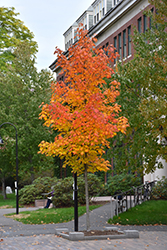 Wright Brothers Sugar Maple (Acer saccharum 'Wright Brothers') at Lakeshore Garden Centres