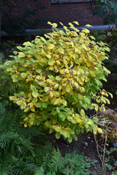 Leatherwood (Dirca palustris) at Lakeshore Garden Centres
