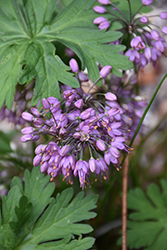 Thunberg's Ornamental Onion (Allium thunbergii) at Lakeshore Garden Centres