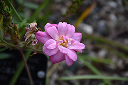 Pixie Miniature Rose (Rosa chinensis 'Pixie') at Lakeshore Garden Centres