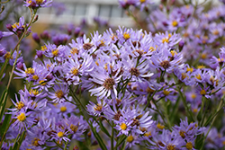 Tartarian Aster (Aster tataricus) at Lakeshore Garden Centres