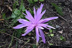Waterlily Autumn Crocus (Colchicum 'Waterlily') at Lakeshore Garden Centres
