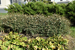 White Ball Butterfly Bush (Buddleia davidii 'White Ball') at Lakeshore Garden Centres