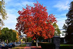 Red Maple (Acer rubrum 'var. rubrum') at Lakeshore Garden Centres