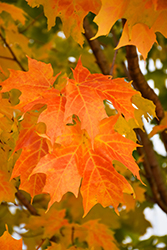 Millane's Dwarf Sugar Maple (Acer saccharum 'Millane's Dwarf') at Lakeshore Garden Centres