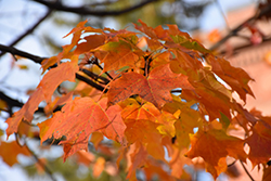Goldspire Sugar Maple (Acer saccharum 'Goldspire') at Lakeshore Garden Centres