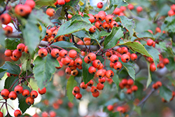 Winter King Hawthorn (Crataegus viridis 'Winter King') at Lakeshore Garden Centres