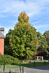 Green Column Sugar Maple (Acer saccharum 'Green Column') at Lakeshore Garden Centres