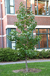 Brotzman's Corky Sweet Gum (Liquidambar styraciflua 'Brotzman #1') at Lakeshore Garden Centres