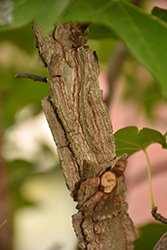 Brotzman's Corky Sweet Gum (Liquidambar styraciflua 'Brotzman #1') at Lakeshore Garden Centres