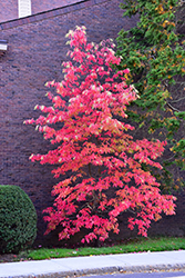Sourwood (Oxydendrum arboreum) at Lakeshore Garden Centres