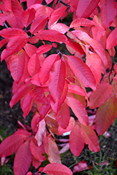 Sourwood (Oxydendrum arboreum) at Lakeshore Garden Centres