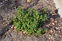 Emerald Magic Meserve Holly (Ilex x meserveae 'Willemer') at Lakeshore Garden Centres