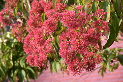 Seven-Son Flower (Heptacodium miconioides) at Peter Knippel Garden Centre