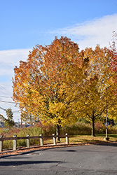 White Ash (Fraxinus americana) at Lakeshore Garden Centres