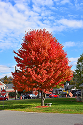 Autumn Splendor Sugar Maple (Acer saccharum 'Autumn Splendor') at Lakeshore Garden Centres
