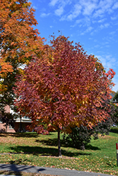 Autumn Applause White Ash (Fraxinus americana 'Autumn Applause') at Lakeshore Garden Centres