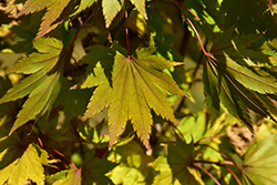 Jordan Full Moon Maple (Acer shirasawanum 'Jordan') at Lakeshore Garden Centres