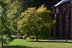 Pinocchio European Hornbeam (Carpinus betulus 'Pinocchio') at Lakeshore Garden Centres