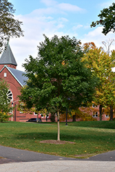 Regent Japanese Pagoda Tree (Sophora japonica 'Regent') at Lakeshore Garden Centres