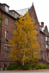 Renaissance Reflection Paper Birch (Betula papyrifera 'Renci') at Lakeshore Garden Centres