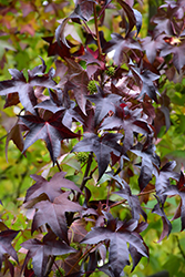 Lane RobertsSweet Gum (Liquidambar styraciflua 'Lane Roberts') at Lakeshore Garden Centres