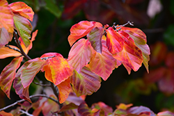 Persian Parrotia (Parrotia persica) at Lakeshore Garden Centres