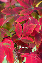 Gingerbread Paperbark Maple (Acer 'Gingerbread') at Lakeshore Garden Centres