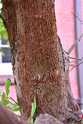 Gingerbread Paperbark Maple (Acer 'Gingerbread') at Lakeshore Garden Centres