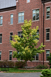 Gold Dust Sweet Gum (Liquidambar styraciflua 'Goduzam') at Lakeshore Garden Centres