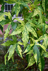 Gold Dust Sweet Gum (Liquidambar styraciflua 'Goduzam') at Lakeshore Garden Centres