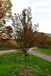 Skyrocket Hybrid Stewartia (Stewartia x henryae 'Skyrocket') at Lakeshore Garden Centres