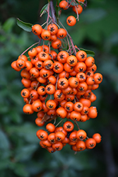 Orange Glow Scarlet Firethorn (Pyracantha coccinea 'Orange Glow') at Lakeshore Garden Centres