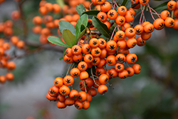 Lowboy Scarlet Firethorn (Pyracantha coccinea 'Lowboy') at Lakeshore Garden Centres