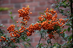 Scarlet Firethorn (Pyracantha coccinea) at Lakeshore Garden Centres