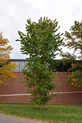 New Harmony Elm (Ulmus americana 'New Harmony') at Lakeshore Garden Centres