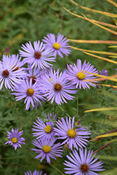 Fanny Aster (Symphyotrichum oblongifolium 'Fanny') at Lakeshore Garden Centres