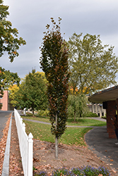 Dawyck Purple Beech (Fagus sylvatica 'Dawyck Purple') at Lakeshore Garden Centres