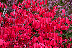 Compact Winged Burning Bush (Euonymus alatus 'Compactus') at Peter Knippel Garden Centre