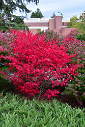 Compact Winged Burning Bush (Euonymus alatus 'Compactus') at A Very Successful Garden Center
