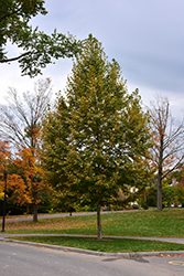 Bloodgood London Planetree (Platanus x acerifolia 'Bloodgood') at Lakeshore Garden Centres
