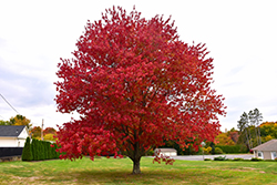 Red Maple (Acer rubrum) at The Mustard Seed