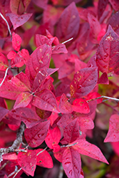 Merlot Virginia Sweetspire (Itea virginica 'Merlot') at Lakeshore Garden Centres
